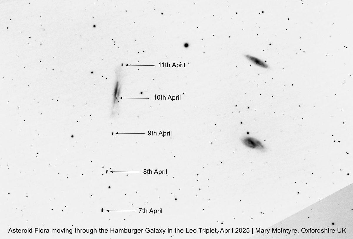 Spicey_Spiney's tweet photo. #AsteroidFlora in #conjunction with #NGC3628 the #HamburgerGalaxy in the #LeoTriplet. Imaged over 5 nights in April 2025 but only just finished processing the 5th day's data! It looks like Flora passes through the galaxy but it's a line of sight effect #Asteroid #Galaxy https://t.co/nVQEdHQa3g