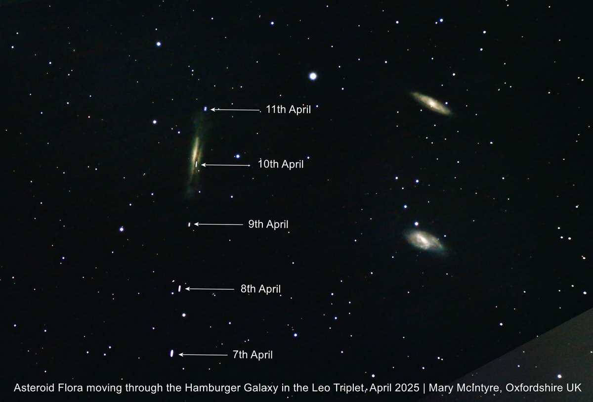 Spicey_Spiney's tweet photo. #AsteroidFlora in #conjunction with #NGC3628 the #HamburgerGalaxy in the #LeoTriplet. Imaged over 5 nights in April 2025 but only just finished processing the 5th day's data! It looks like Flora passes through the galaxy but it's a line of sight effect #Asteroid #Galaxy https://t.co/nVQEdHQa3g