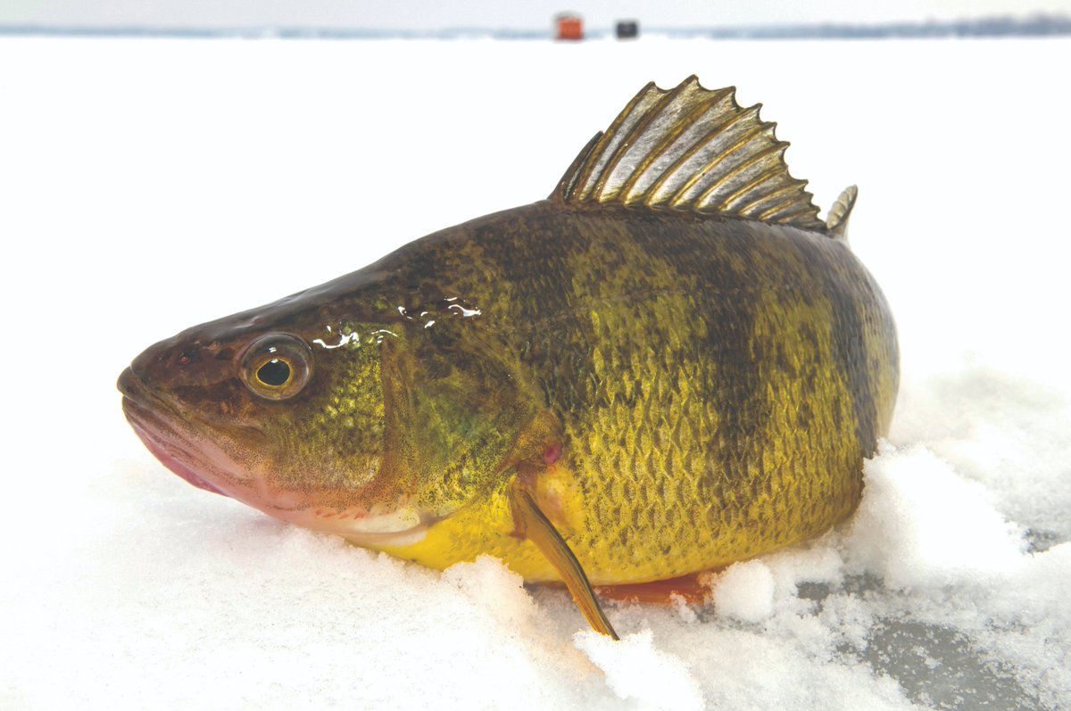OODMag's tweet photo. Tim Allard offers tips and tricks from the professionals all about taking your ice fishing back to basics.
https://t.co/8xzZmA5qni
@ofah
#Hunting #Fishing #Outdoors #Ontario #IceFishing #KeepingItSimple #BackToBasics #FishON https://t.co/AJ5Jiyhf8X