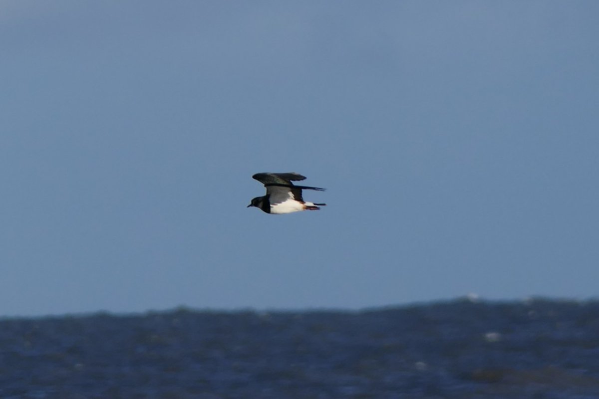 Birding Seaton Sluice 
Collywell Bay - afternoon
picked up a couple more year ticks 
54 Golden Plover
55 Knot
56 Lapwing 
57 Song Thrush in front garden when i got home and still had camera in bag!
