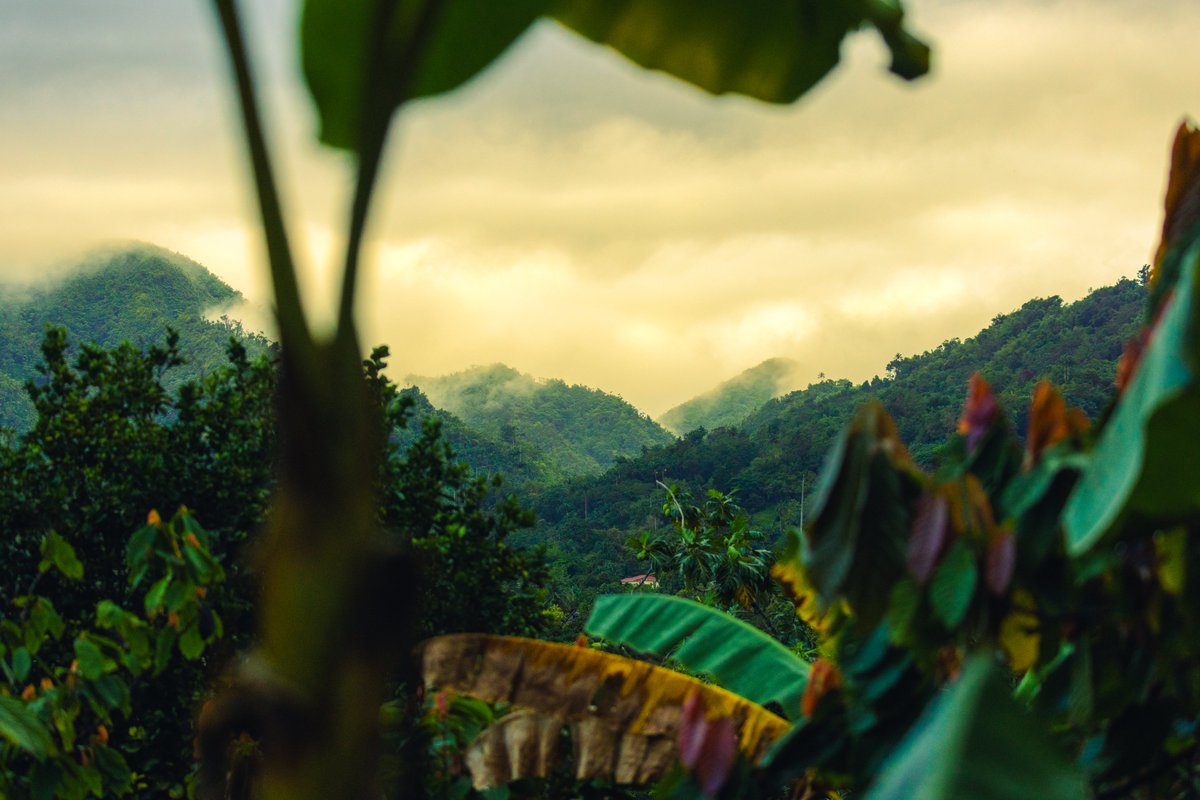 Pure Grenada tweet media