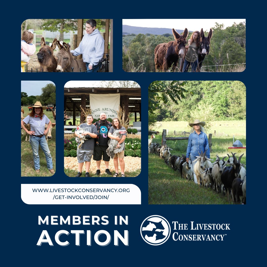 Join The Livestock Conservancy &amp; help protect America’s rare and heritage breeds. Membership benefits include: Updates on endangered breeds &amp; conservation efforts, access to webinars &amp; resources, supporting conservationists preserving these breeds &amp; more!
livestockconservancy.org/get-involved/j…