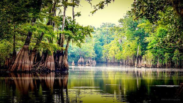 Still water. Ancient cypress.
Some places don’t ask you to do anything — they just invite you to breathe.

This moment was captured at Dead Lakes, Florida. #NatureEscape #DeadLakes