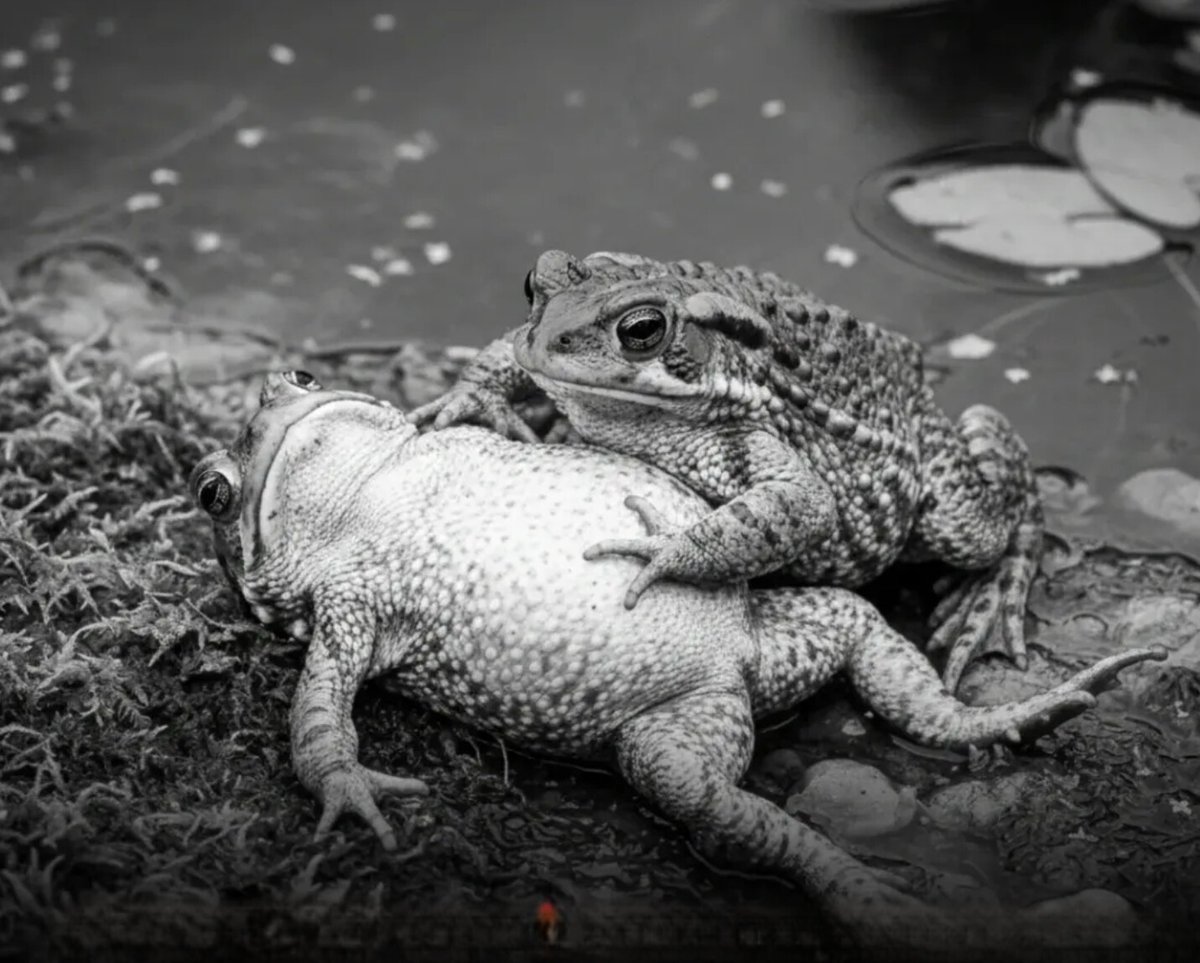 Brutus 🇨🇦 tweet media