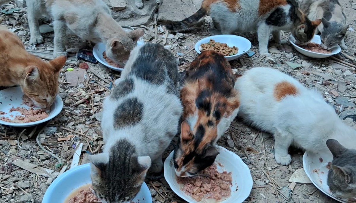 AnimalFriendsAF's tweet photo. Why have you stopped supporting us, dear kind souls? Have you grown weary of hearing our pain and suffering, or has false media deceived your hearts that we are fine?! Your mercy has always been a safe haven for our little ones, and your support has been the lifeboat keeping all of us afloat. Why do you leave us alone midway, carrying heavy responsibilities, aches, and exhaustion that weigh on our spirits and bodies dear hearts?
We know this is not your duty, and we deeply appreciate all that you have done for our families and our furs, and we humbly ask you to help us continue our mission, to move our loved ones to safety. Your help and generosity are our only means to do so. Please, do not leave us in this cold and hunger, alone. Your support is the bridge that keeps our families and furbabies safe ... please help us survive this hardship 🙏🐾🐱👨‍👩‍👧‍👦🇵🇸.
‼️ GoFundMe for AFS Families:
https://t.co/LpGyUdLUcq
‼️ GoFundMe for AFS Furs:
https://t.co/dzmACWl78i
‼️ PayPal link is in our bio