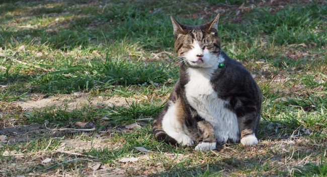 本日の多摩ねこ、トラ(♂)。2024年２月にリードを外され放し飼いの散歩犬にノド元を噛みつかれ、半年以上もの治療入院が続きました。完治したものの、その後のトラは細っそりと痩せたままでした。そして月日は経ちましたが、ここ数ヶ月ですっかり以前のトラの体形に戻りました。