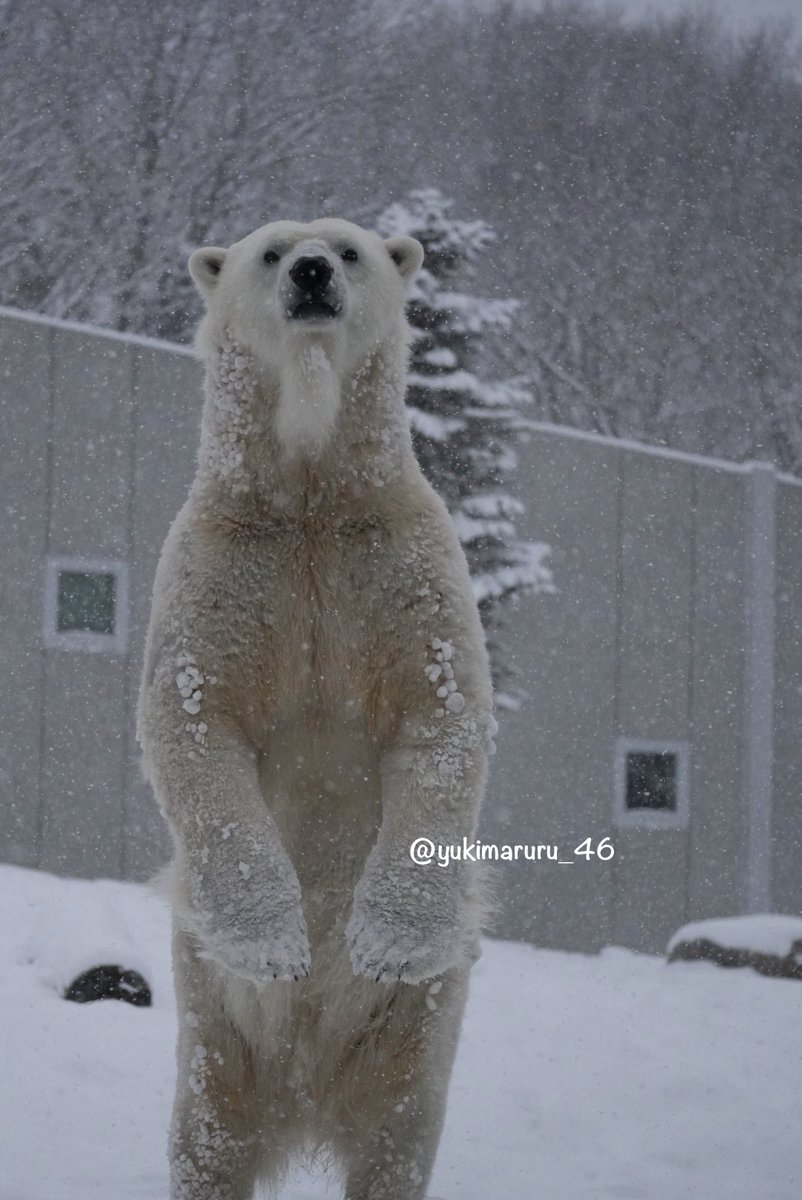 ゆきまるる (@yukimaruru_46) / Posts / X