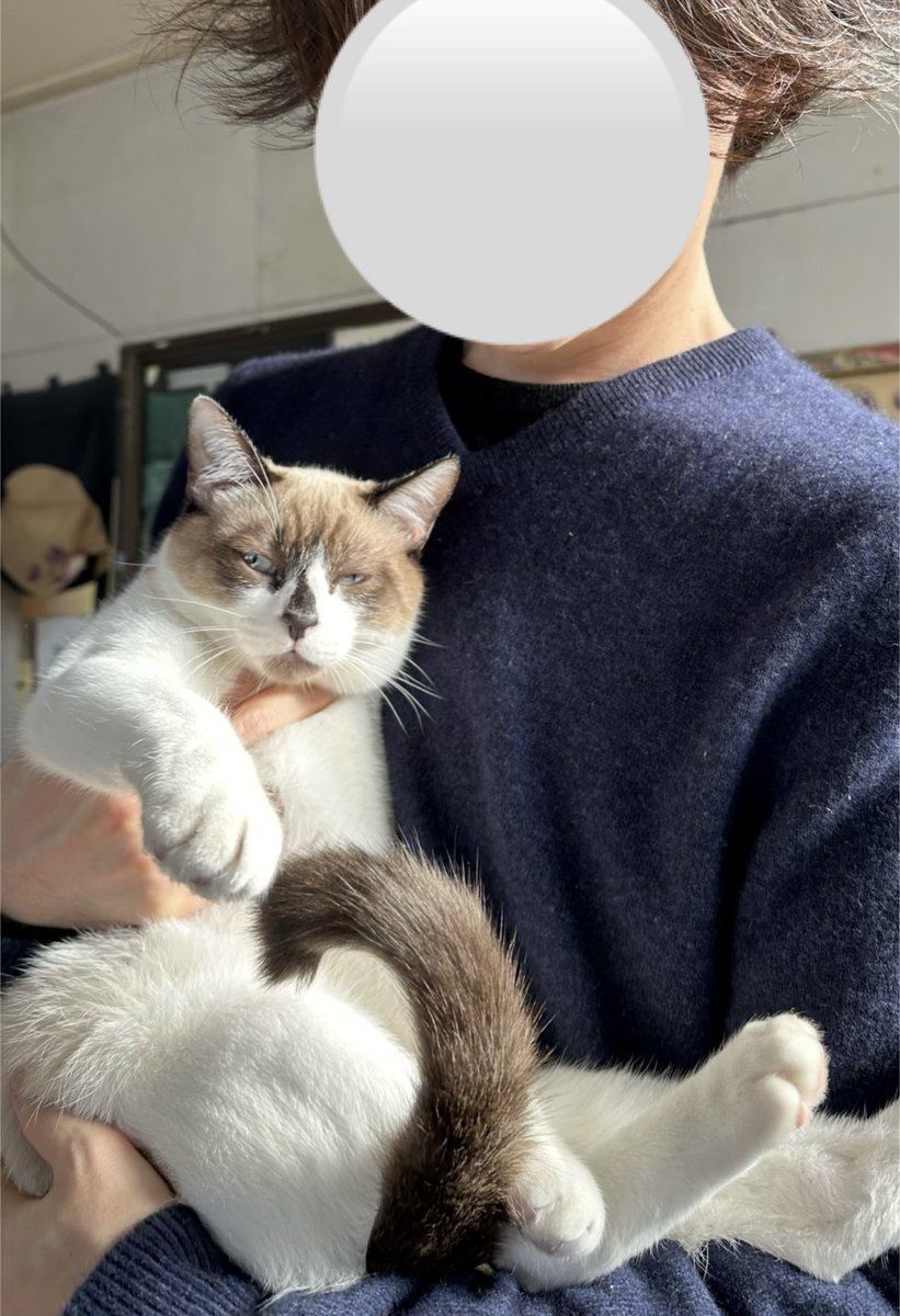 今年は、実家に猫がいる正月を過ごした　兄家族の飼っている猫を一時預かることとなり、一同、猫を見ながらお節を食べたり話しかけたりしていた　いつにも増して賑やかな年明けになり、招き猫と呼ばれる猫　動物がいたことがない実家に猫が歩いている光景が不思議だった