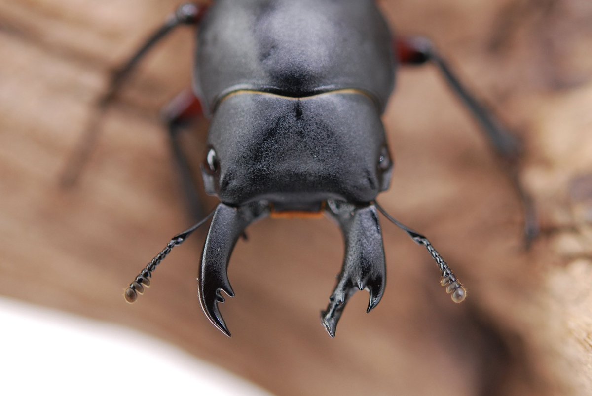 セルヴォラン tweet media