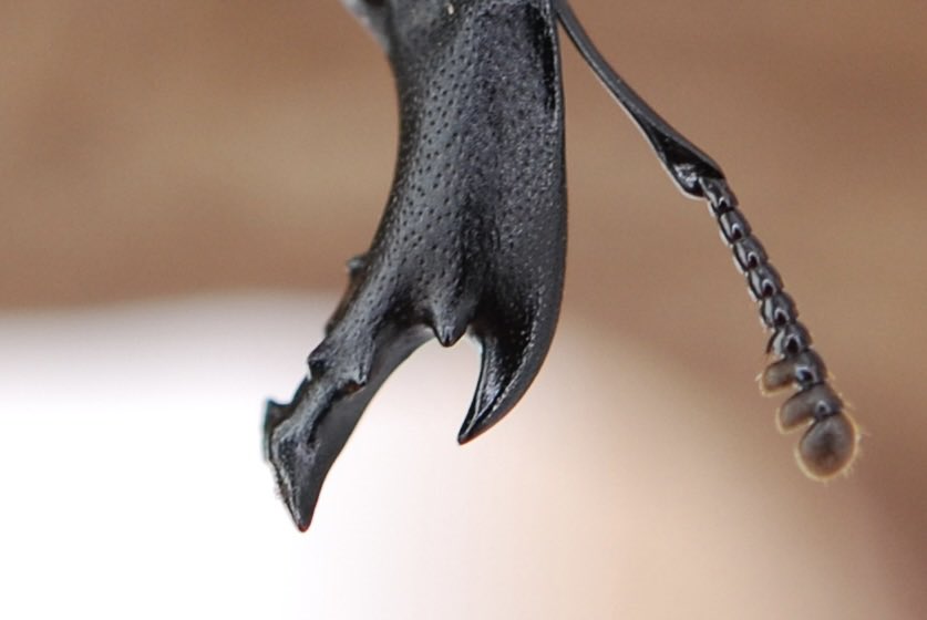 セルヴォラン tweet media