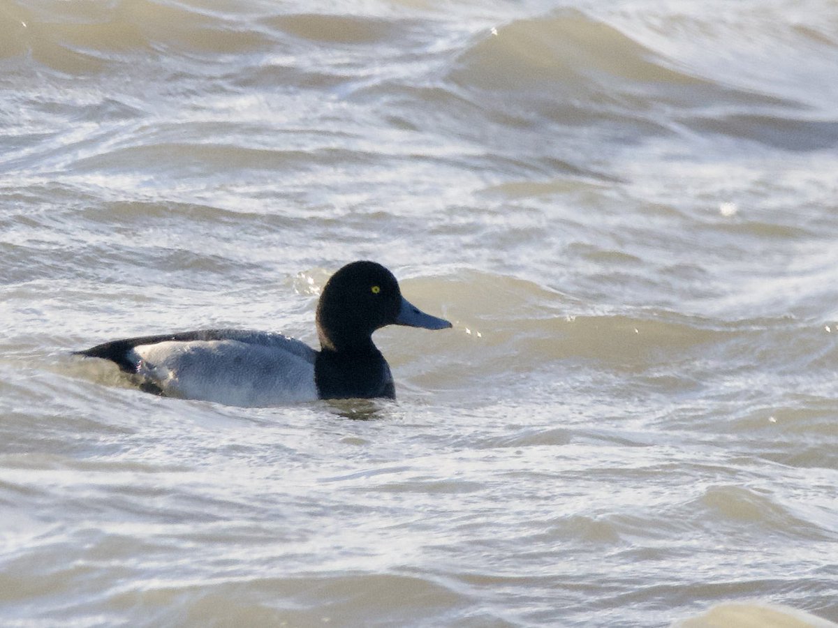 SteveOnHilbre's tweet photo. A lovely drake #GreaterScaup on #WKML this lunchtime (found by DavidB), along with 4 Goldeneye, at least 20 Goosander, an adult winter MedGull and a colour ringed BhGull #Winter #Wirralbirding ๐ฅถโ๏ธ https://t.co/0AsfUNEvTr