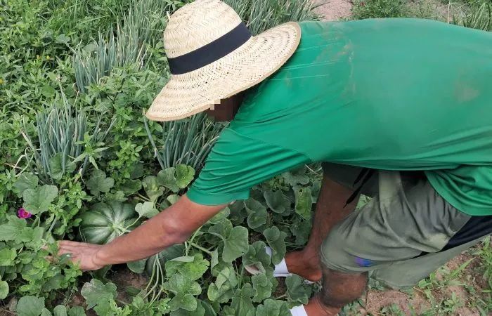 🔴 SOCIEDAD

➡️ Trabajos en huertas y cría de animales impulsa la reinserción de adolescentes en Concepción

➡️ Estas labores cuentan con el acompañamiento constante de autoridades y funcionarios, quienes guían las tareas diarias y fomentan valores como la disciplina, el esfuerzo