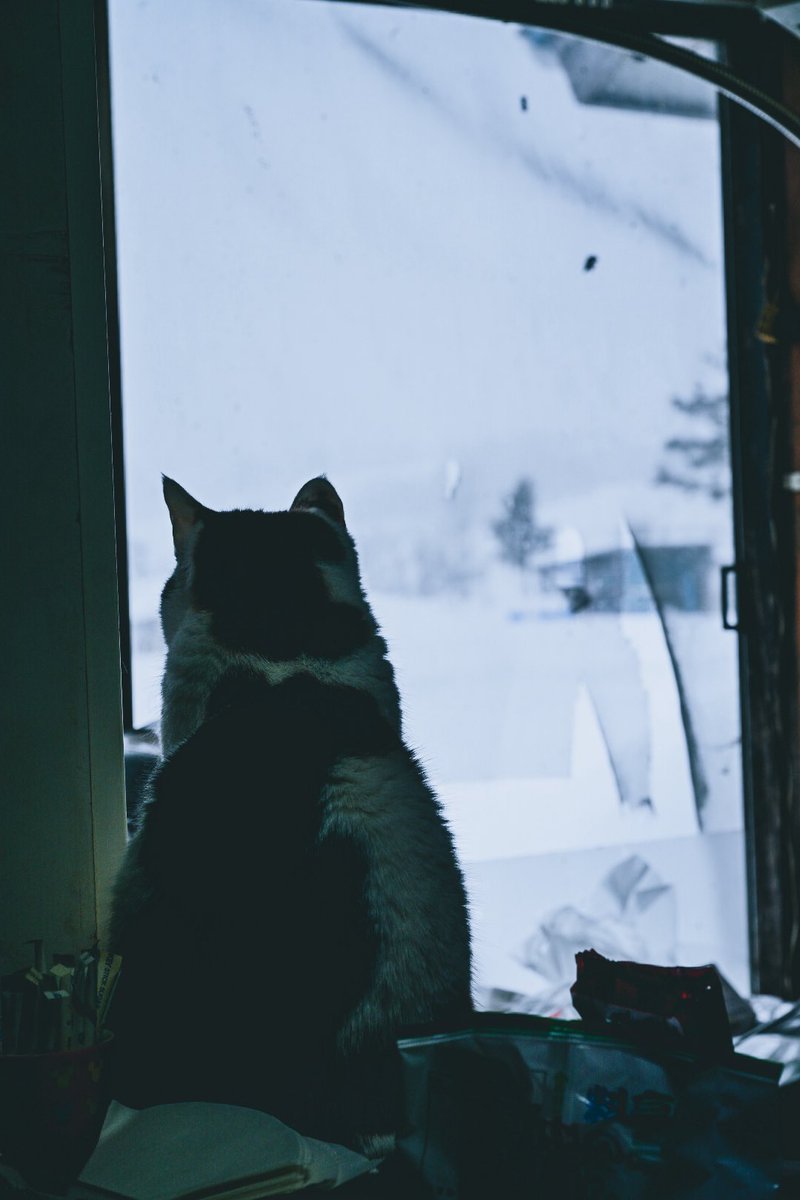 今日のしじみ
雪国と猫は何となく相性がいい気がする