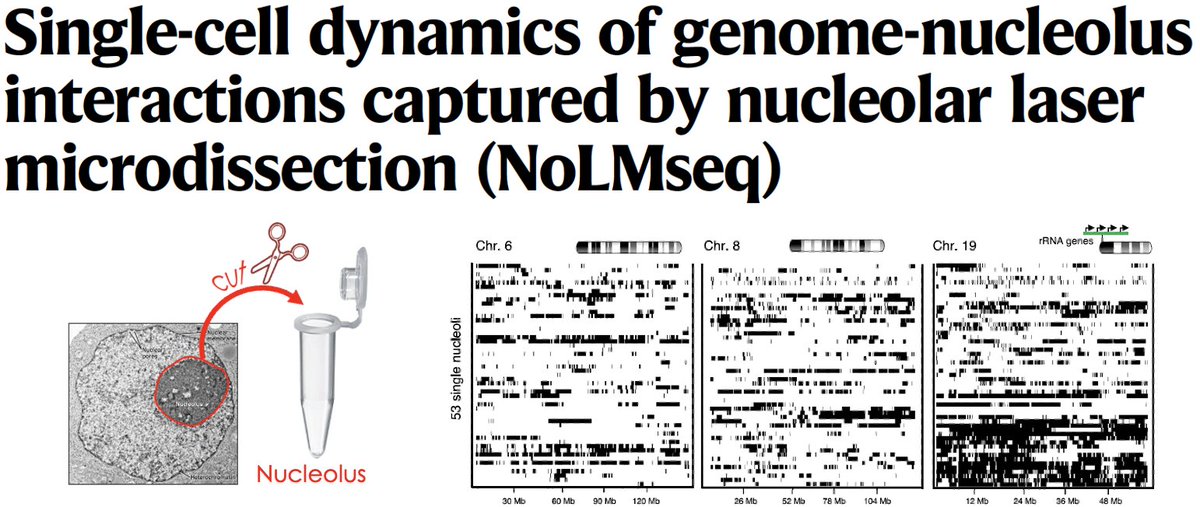 RaffaellaSantoroLab tweet media