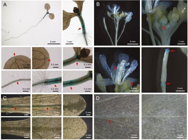 A chloroplast-localized protein AT4G33780 regulates Arabidopsis development and stress-associated responses 

biorxiv.org/content/10.648… 
♻️