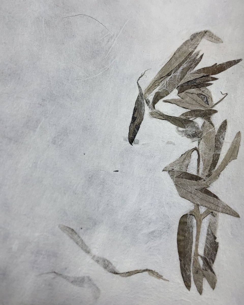 pivot_pin's tweet photo. 네 번째 퀴즈 이벤트에 당첨되어 귀한 한지를 만났습니다.
쑥지 Mugwort Hanji
#한지가헌 #한지이벤트 #한지퀴즈 #원주전통한지 #전통한지 #한지문화 #한지 #HanjiHouse #HanjiEvent #HanjiQuiz #WonjuTraditionalHanji #TraditionalHanji #HanjiCulture #Hanji #KoreanPaper #KCraft #HandmadePaper https://t.co/DSCRItxm32