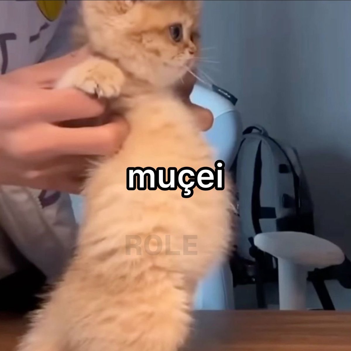 Rolê Aleatório (@rolealeatorio) on Twitter photo 