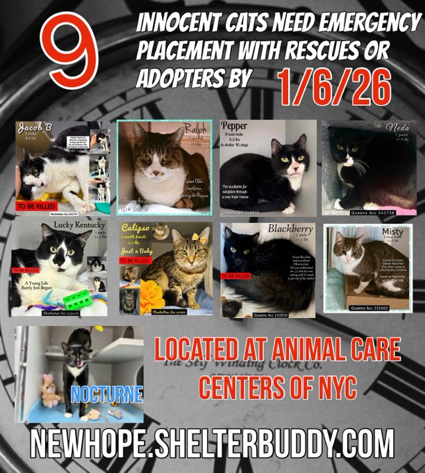 JLthekid9999's tweet image. 🆘🆘THE 9 (😱😱😱)- POOR CATS BELOW ARE ALL AT RISK OF EU ON 1-6-26😱😱😱

😟😟MOST URGENT ON LIST ARE: 

MISTY (JUST RETURNED TO THE EPL  ON 12X ON EPL); LUCKY KENTUCKY (4X ON EPL) - BOTH VERY LOW ON PLEDGES) - BEING OVERLOOKED AND IGNORED IN SHELTER AND ON X 

SPECIAL MENTION…