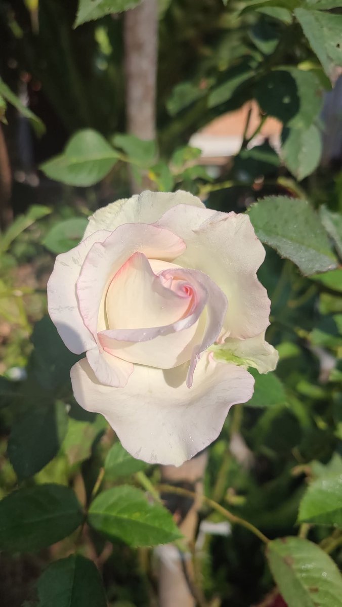 เคล็ดลับความสวยของกุหลาบชีวภาพนะคะ มีคนถามมาบ้างว่าเลี้ยงไงให้รอดจากด้วง เพลี้ย หนอน คำตอบคือนี่ค่ะ ห่อมันตั้งแต่ยังตูม ใช้ถุงผ้า ถุงชา ที่ระบายอากาศได้ นี่ใช้ถุงผ้าแก้ว ใช้ซ้ำได้เรื่อยๆ  ทริคนี้เอาไว้สำหรับต้นที่อยากดูดอกจริงๆ รอดชัวร์ แต่ทุกวันนี้ขี้เกียจละ แล้วแต่บุญแต่กรรม 55