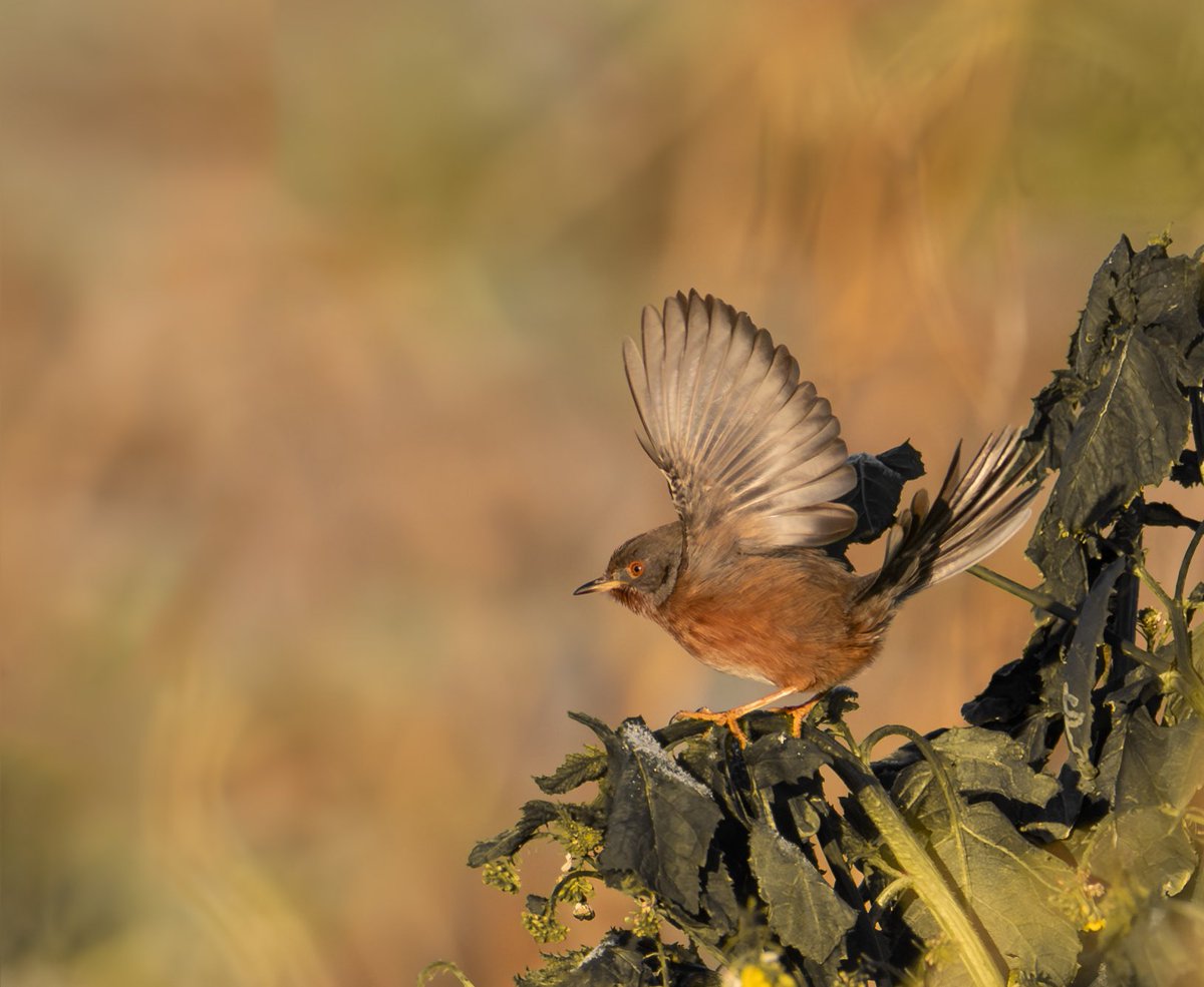 Jack Pettit tweet media