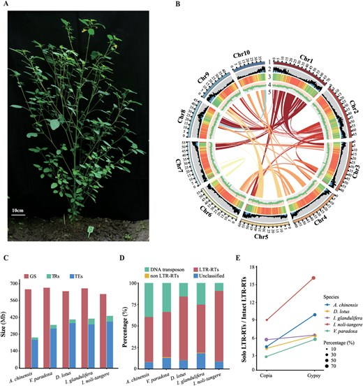 Hortres's tweet image. High-quality genome reveals key genes for ALA &amp;amp; volatiles in Impatiens, aiding bioactive compound use! #Genomics #SustainableAg @OxfordJournals 
Details: doi.org/10.1093/hr/uha…