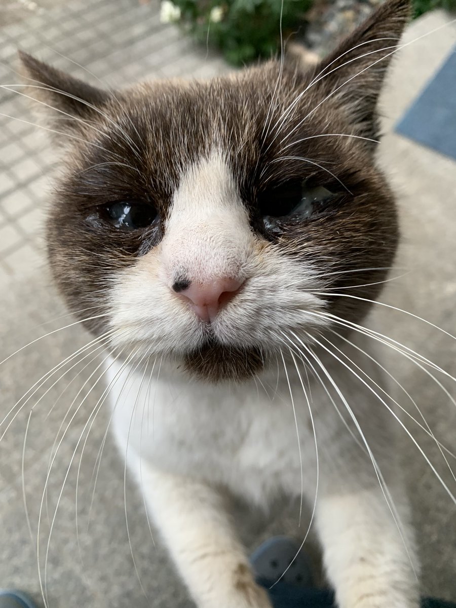 バァバ53ページ✩︎⡱ Webike | ZETA ジータ COMPバーパッド(F5183) | バーパッド 通販