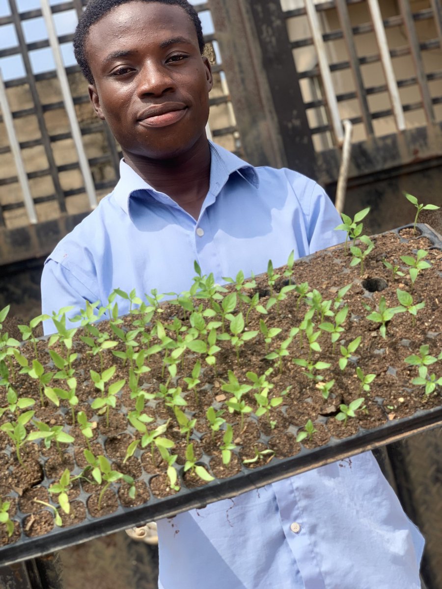 0luwaseyi_'s tweet photo. God proved it again! 💪🏽 After a 3-month agri-training @soillessfarmlab, 2024 #EYiATITANS. I determined to build a bamboo nethouse & grow Bell Peppers myself🍅�� tho it was a little bit difficult but God said it is possible☺️ #FaithOverFear #Agriculture #HomeGrownPeppers https://t.co/IHTOtjbHke