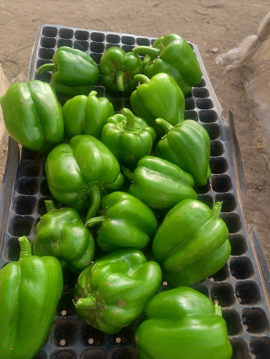 0luwaseyi_'s tweet photo. God proved it again! 💪🏽 After a 3-month agri-training @soillessfarmlab, 2024 #EYiATITANS. I determined to build a bamboo nethouse & grow Bell Peppers myself🍅�� tho it was a little bit difficult but God said it is possible☺️ #FaithOverFear #Agriculture #HomeGrownPeppers https://t.co/IHTOtjbHke