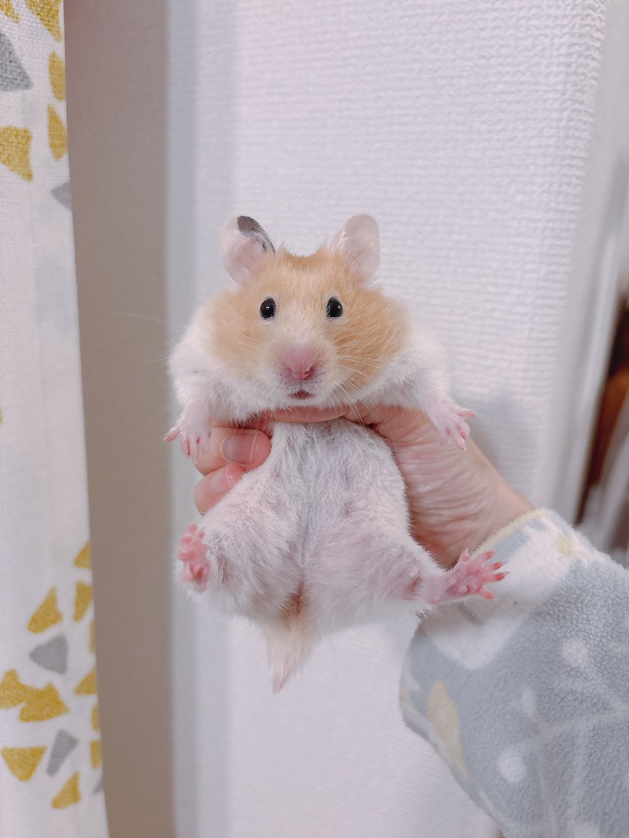 Post by ハムちゃん🐹 on X: 臭う