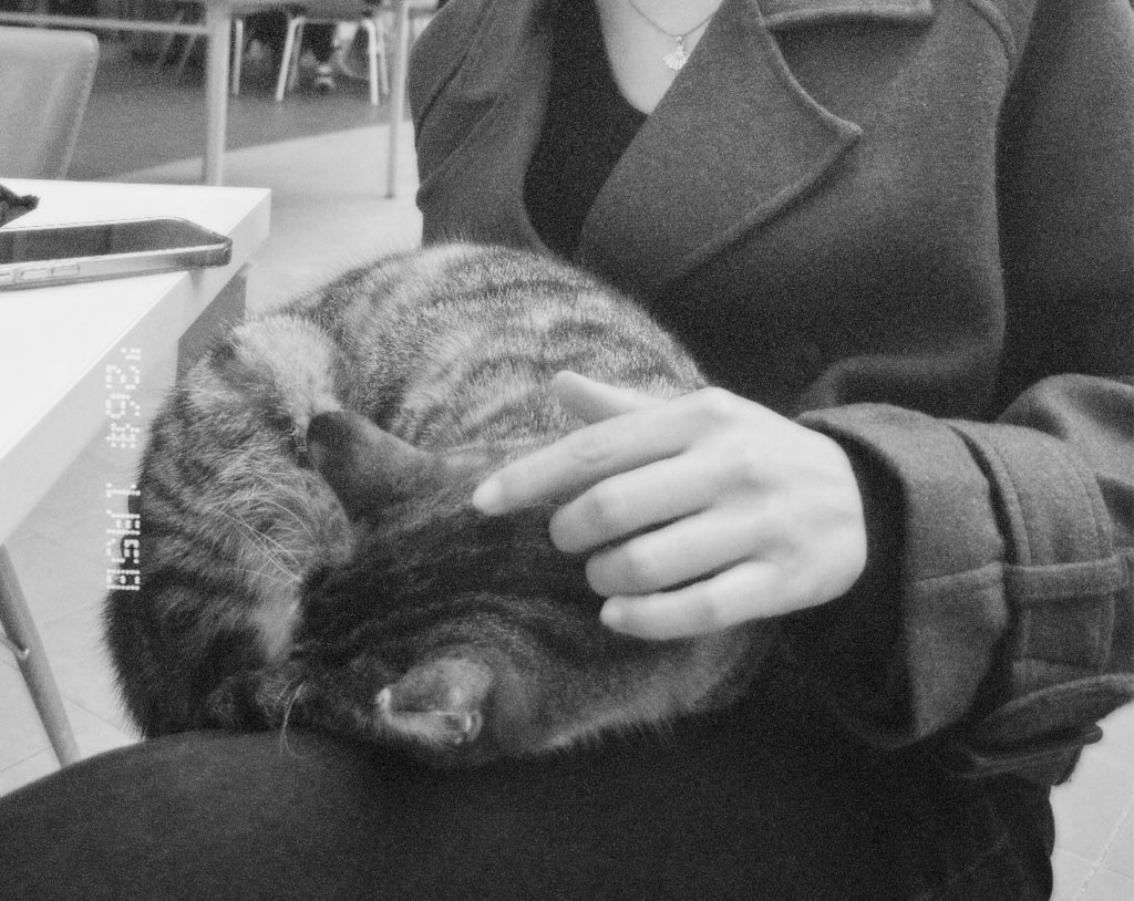 aysedasginn's tweet photo. kalabalık içinden gelip beni seçmen ve kucağımda huzurla uyuman o kadar güzeldi kiii…
sayende seni izlemeye doyamamak kadar müthiş bir duyguyu tattııımm 🐾🤍🥹

çok iyi geldiiinn
bu anı yaşamaya ihtiyacım varmış ufaklıkk
teşekkür ederiiimm✨🐾🥰😽♥️🥳🐈💕💖😽🥰🐾🥹💕💖🐾✨😽😘… https://t.co/chlBJLBpBd