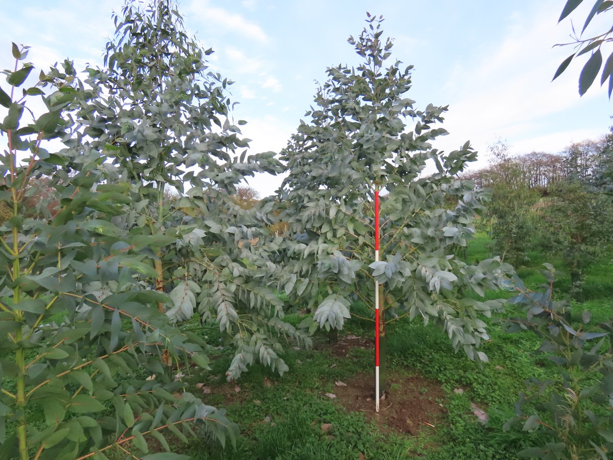 Biomass Connect tweet media