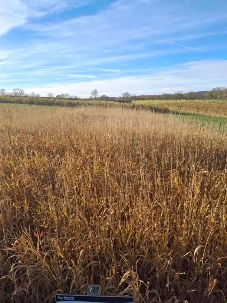 Biomass Connect tweet media