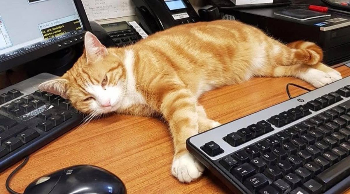 Due to exceptionally cold conditions, desk-based operations have been adjusted.

George is assigned to Desk Duties to retain heat, reduce movement &amp; maintain calm working conditions.

Keyboard access may be limited until temperatures improve or George decides otherwise. ❄️🐾