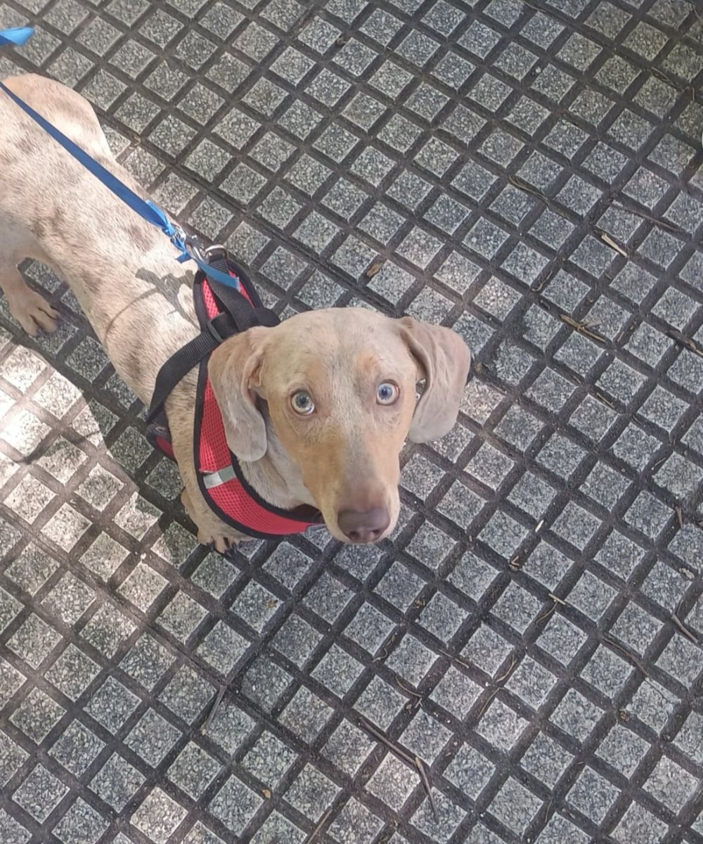 ATENCIÓN
La mejor noticia del día
❤️Apareció  Oliver y ya se reencontró con su familia
Lo entregaron en Retiro unos comerciantes de la Villa 31, quienes lo compraron por poco dinero y decidieron devolverlo cuando supieron que era robado. Según les dijeron a los tutores, no