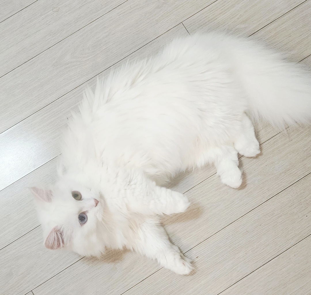 코인송금대리[구글도배,구글찌라시 텔 𝑮𝑺𝑬𝑶8]OTC장외거래.nfv