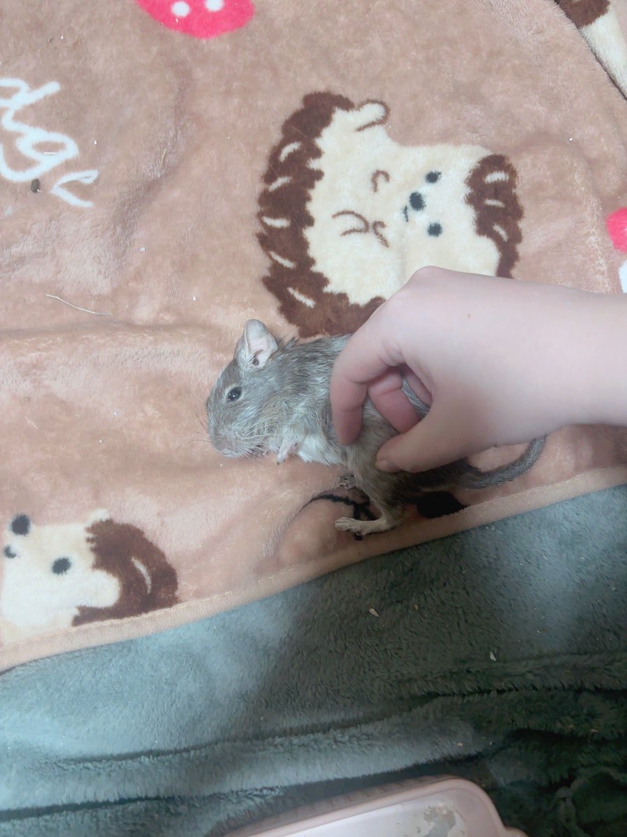 azuki2252's tweet photo. こてん https://t.co/12bp5oZc9M