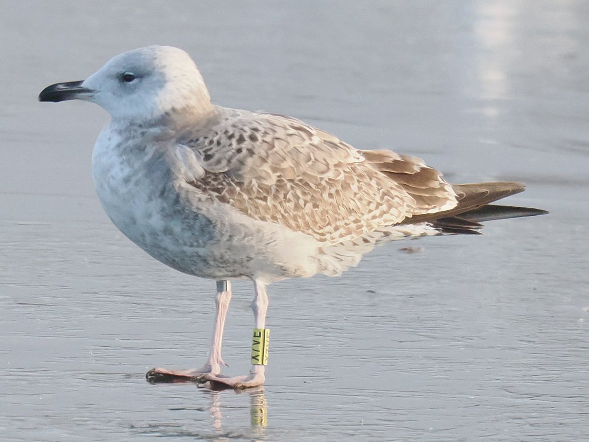 Chris Atkin tweet media