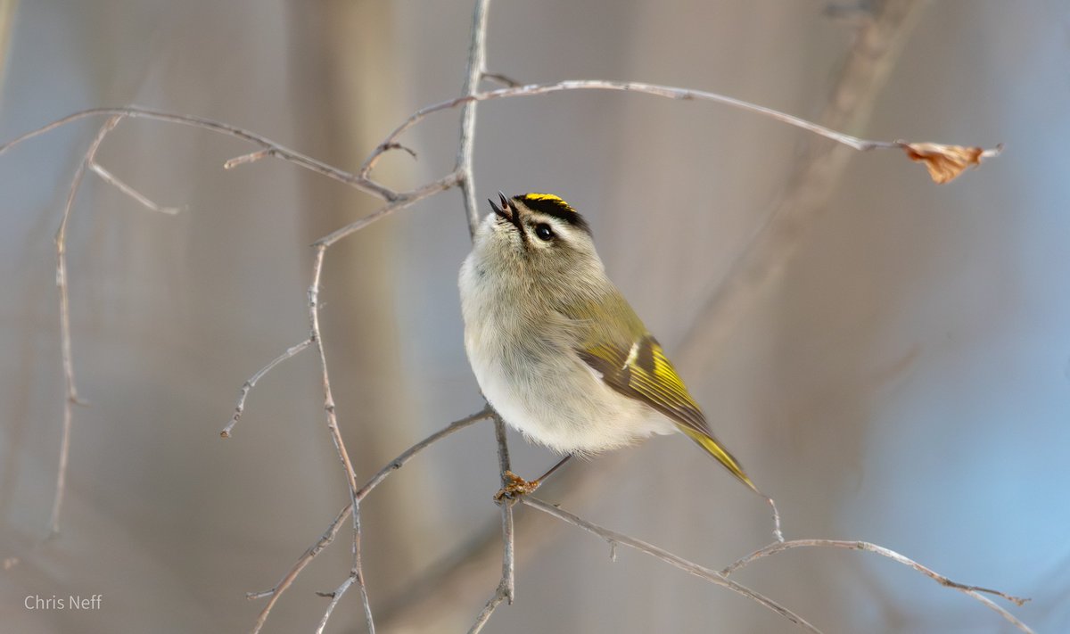 NJAudubon's tweet photo. Happy National Bird Day!

We work hard to protect our feathered friends in New Jersey and beyond. Each day is a bird day at NJ Audubon. Join us this winter as we head out to discover just how many birds NJ has over winter.

Head over to https://t.co/CJjo0mtyWP 

#nationalbirdday https://t.co/IxXxVAWjNB