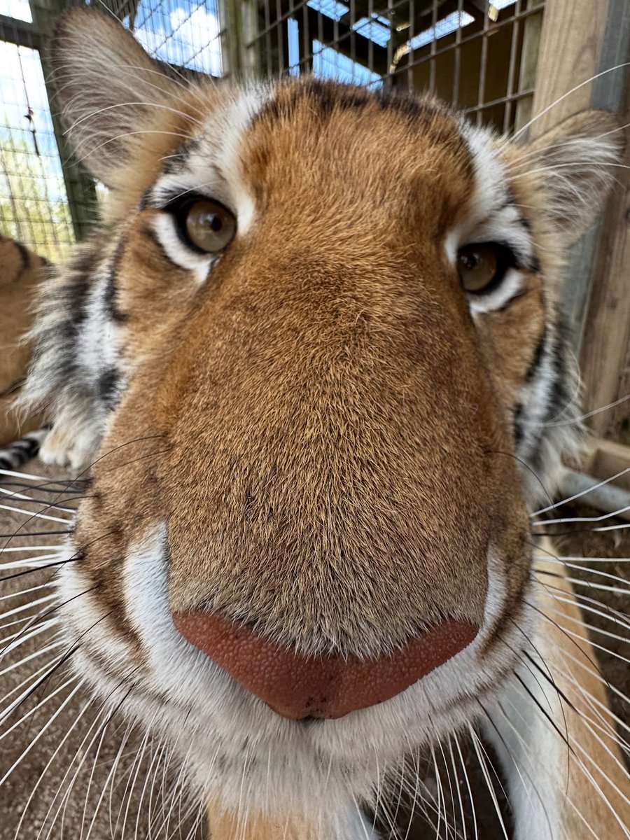 Are you team Lipn or team Toger