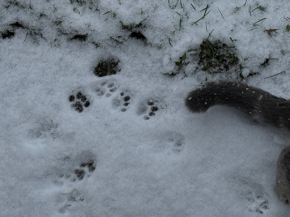 gyeoIbi's tweet photo. my kitty first time seeing snow https://t.co/uodMUBBP2s