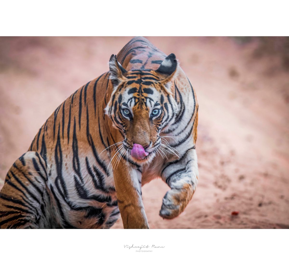 In the dusty light of the forest floor, a Tiger moves with deliberate grace - an apex predator shaped by patience, power, and purpose.