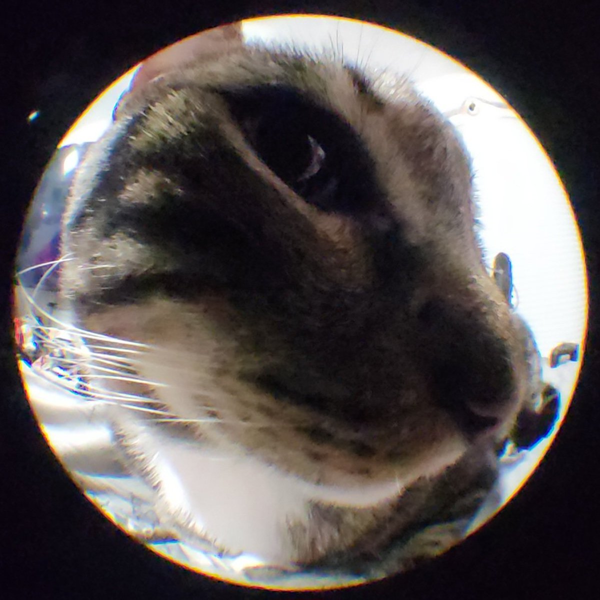 GreaseBrain tweet media