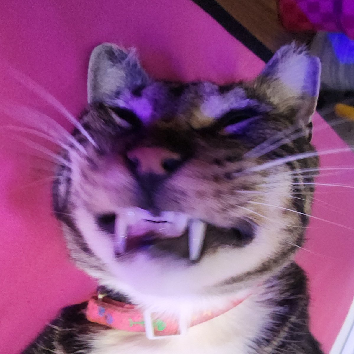 GreaseBrain tweet media