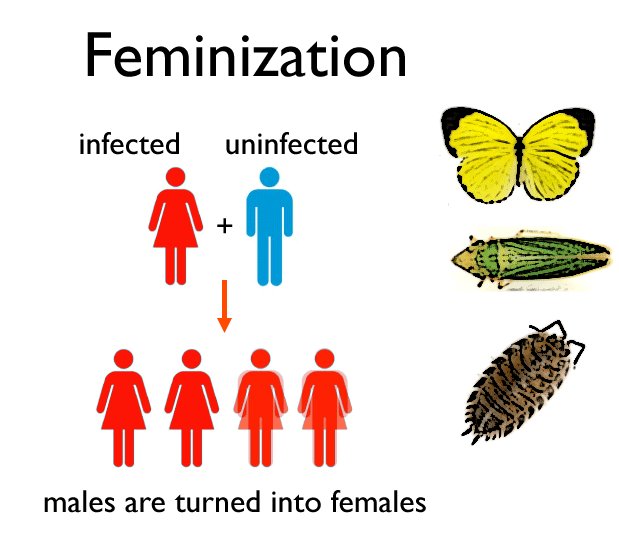 MothHeaven_'s tweet image. I dont usually respond to posts like these but theres something I wanna share for the 🏳️‍⚧️ gang that I thought was insanely cool

There is a bacteria called "Wolbachia" which has been turning so many male moths female that it became a problem to the ecosystem due to the male to…