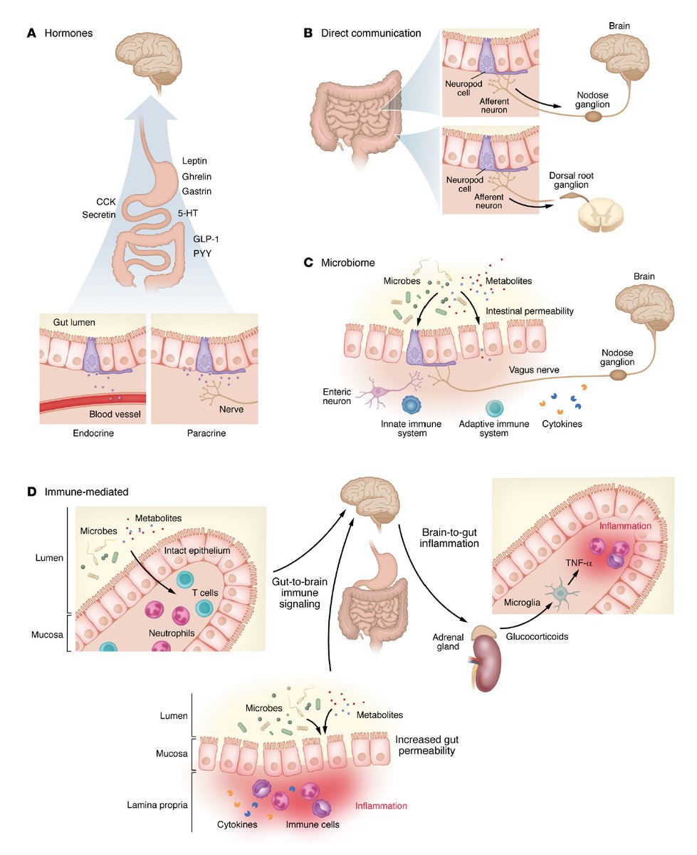 EricTopol's tweet image. The gut&amp;lt;-&amp;gt;brain axis impact on health and disease is far more important than anticipated, as reflected by GLP-1 effects, modulating the immune system, direct neural circuits, the microbiome, and more. A stellar new, open-access review @jclinicalinvest @ZachLorschMDPhD…