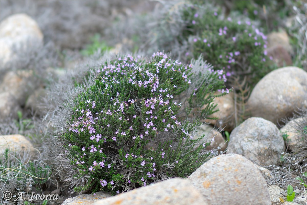 AndresIvorra's tweet image. Micromeria inodora
Mesa Roldán (Almería) - Enero

Es una planta sufruticosa, hasta de 20 cm, muy leñosa.
Vive en tomillares, en roquedos calizos, substratos arcillosos, arenosos o pizarrosos. 👇👇👇