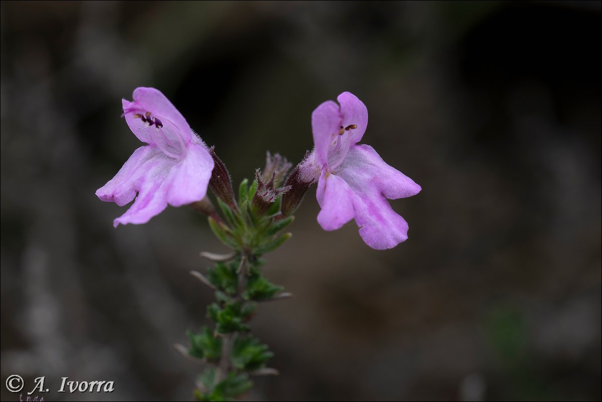 AndresIvorra's tweet image. Micromeria inodora
Mesa Roldán (Almería) - Enero

Es una planta sufruticosa, hasta de 20 cm, muy leñosa.
Vive en tomillares, en roquedos calizos, substratos arcillosos, arenosos o pizarrosos. 👇👇👇