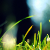 BASF Better Turf UK tweet media