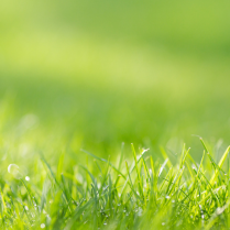 BASF Better Turf UK tweet media