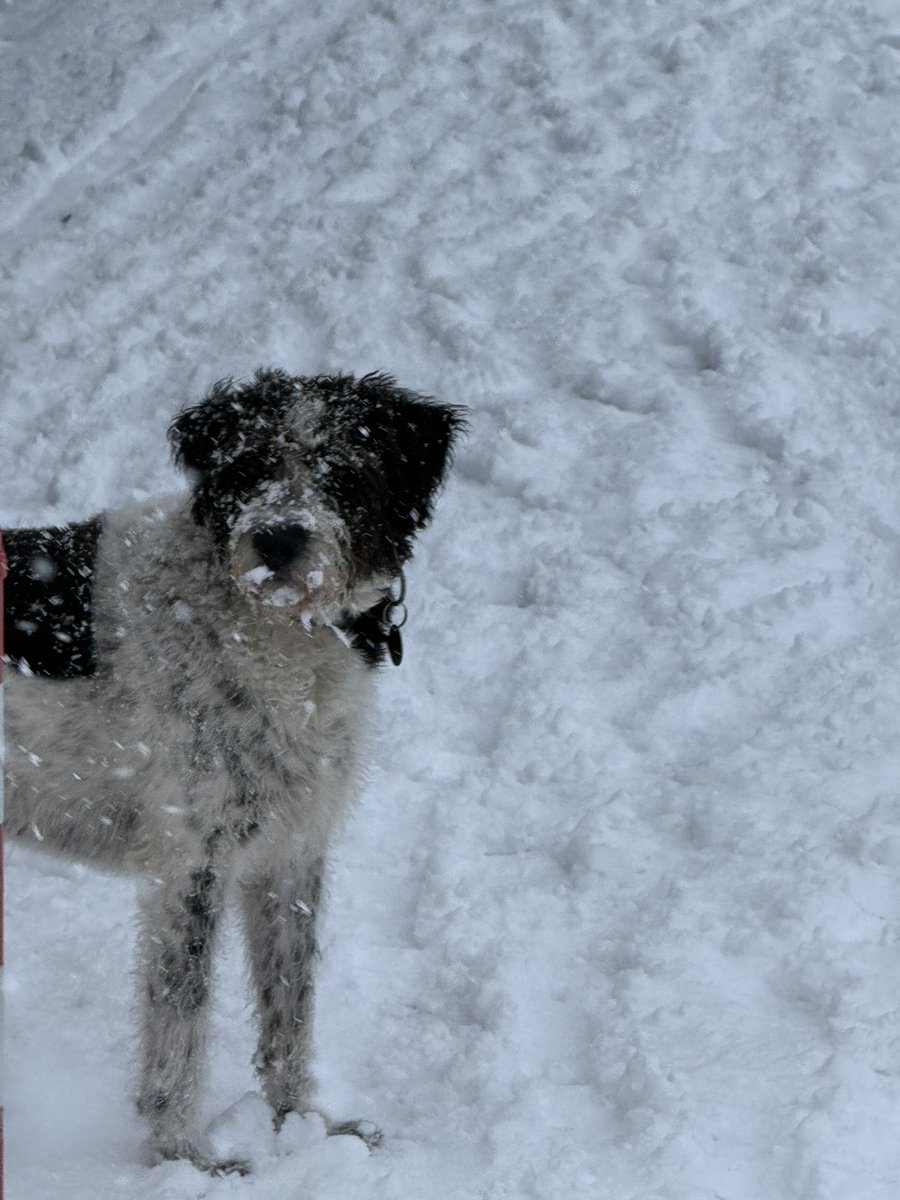 Jacobdus's tweet image. Hond ❤️ sneeuw.